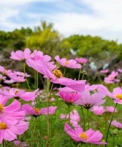 200 Tall Pink Cosmos Bipinnatus Flower Seeds – Annual Bloom - Image 8