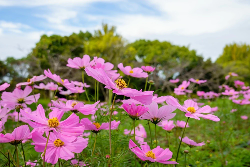 200 Tall Pink Cosmos Bipinnatus Flower Seeds – Annual Bloom - Image 8