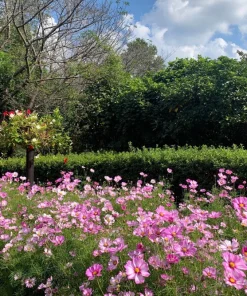 200 Tall Pink Cosmos Bipinnatus Flower Seeds – Annual Bloom - Image 9