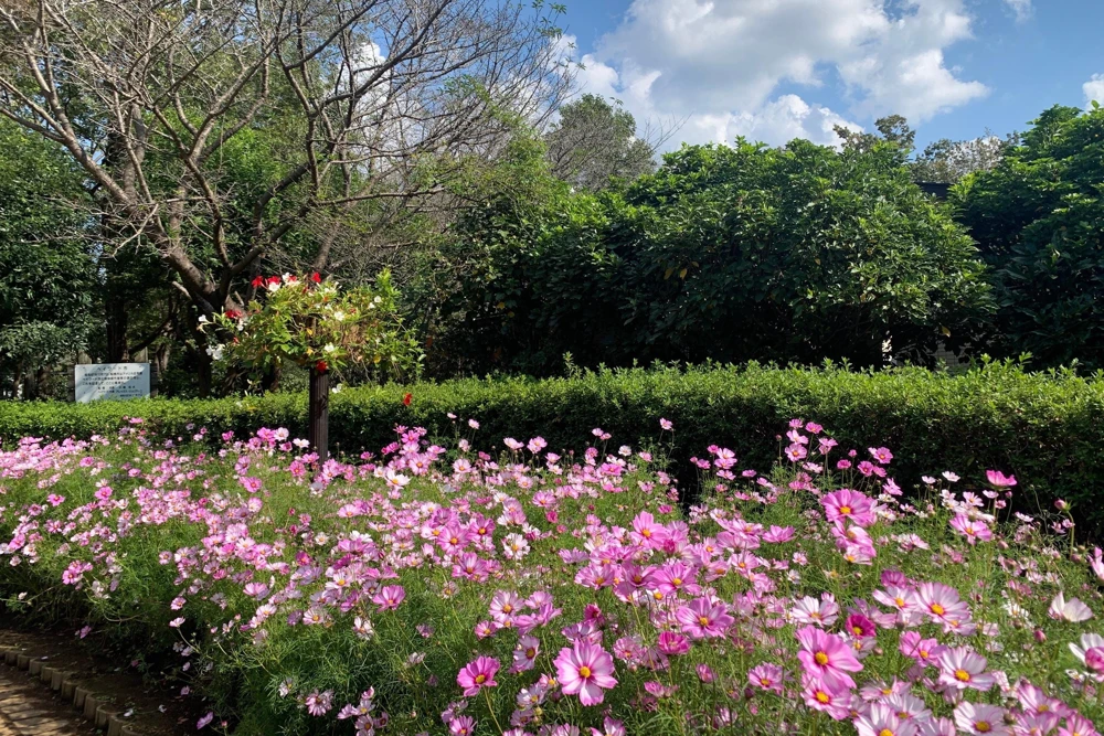 200 Tall Pink Cosmos Bipinnatus Flower Seeds – Annual Bloom - Image 9