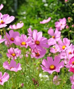 200 Tall Pink Cosmos Bipinnatus Flower Seeds - Garden Bloom - Image 4