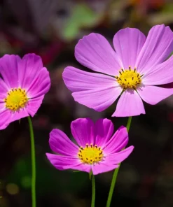 200 Tall Pink Cosmos Bipinnatus Flower Seeds - Garden Bloom - Image 7