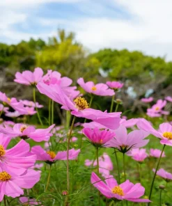 200 Tall Pink Cosmos Bipinnatus Flower Seeds - Garden Bloom - Image 8