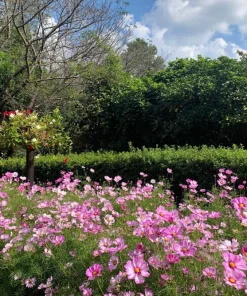 200 Tall Pink Cosmos Bipinnatus Flower Seeds - Garden Bloom - Image 9
