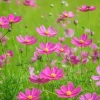 200 Tall Pink Cosmos Bipinnatus Flower Seeds - Garden Bloom - Image 1