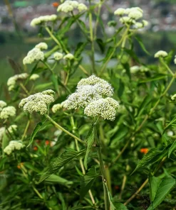 200 Tall White Boneset Flower Seeds - Eupatorium Perfoliatum Thoroughwort - Image 10