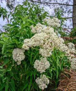 200 Tall White Boneset Flower Seeds - Eupatorium Perfoliatum Thoroughwort - Image 11