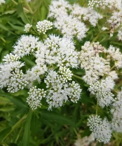 200 Tall White Boneset Flower Seeds - Eupatorium Perfoliatum Thoroughwort - Image 2