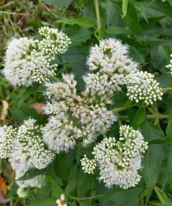 200 Tall White Boneset Flower Seeds - Eupatorium Perfoliatum Thoroughwort - Image 3