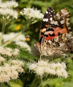 200 Tall White Boneset Flower Seeds - Eupatorium Perfoliatum Thoroughwort - Image 4