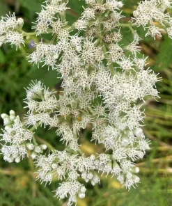 200 Tall White Boneset Flower Seeds - Eupatorium Perfoliatum Thoroughwort - Image 5