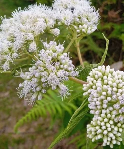 200 Tall White Boneset Flower Seeds - Eupatorium Perfoliatum Thoroughwort - Image 7