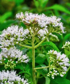 200 Tall White Boneset Flower Seeds - Eupatorium Perfoliatum Thoroughwort - Image 8