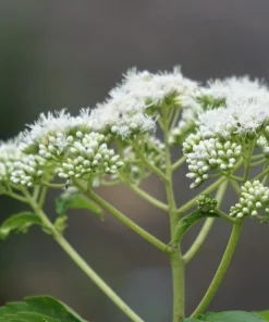200 Tall White Boneset Flower Seeds - Eupatorium Perfoliatum Thoroughwort - Image 9