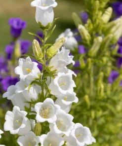 200 White Canterbury Bells Seeds - Campanula Medium Flower Seeds - Image 10