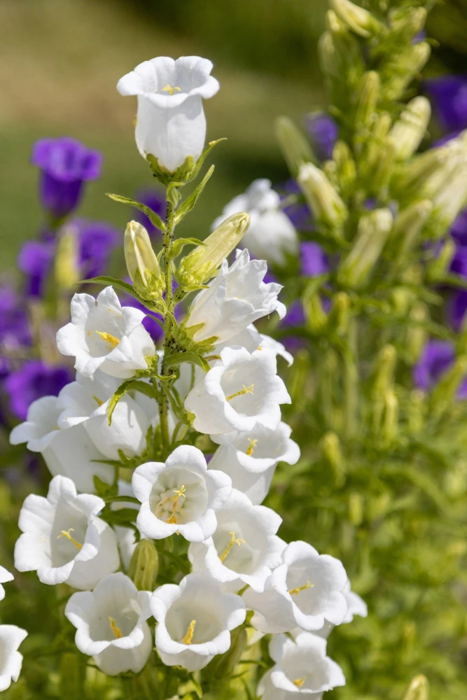 200 White Canterbury Bells Seeds - Campanula Medium Flower Seeds - Image 10