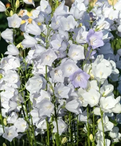 200 White Canterbury Bells Seeds - Campanula Medium Flower Seeds - Image 11