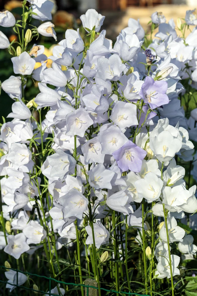 200 White Canterbury Bells Seeds - Campanula Medium Flower Seeds - Image 11