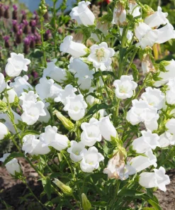 200 White Canterbury Bells Seeds - Campanula Medium Flower Seeds - Image 3