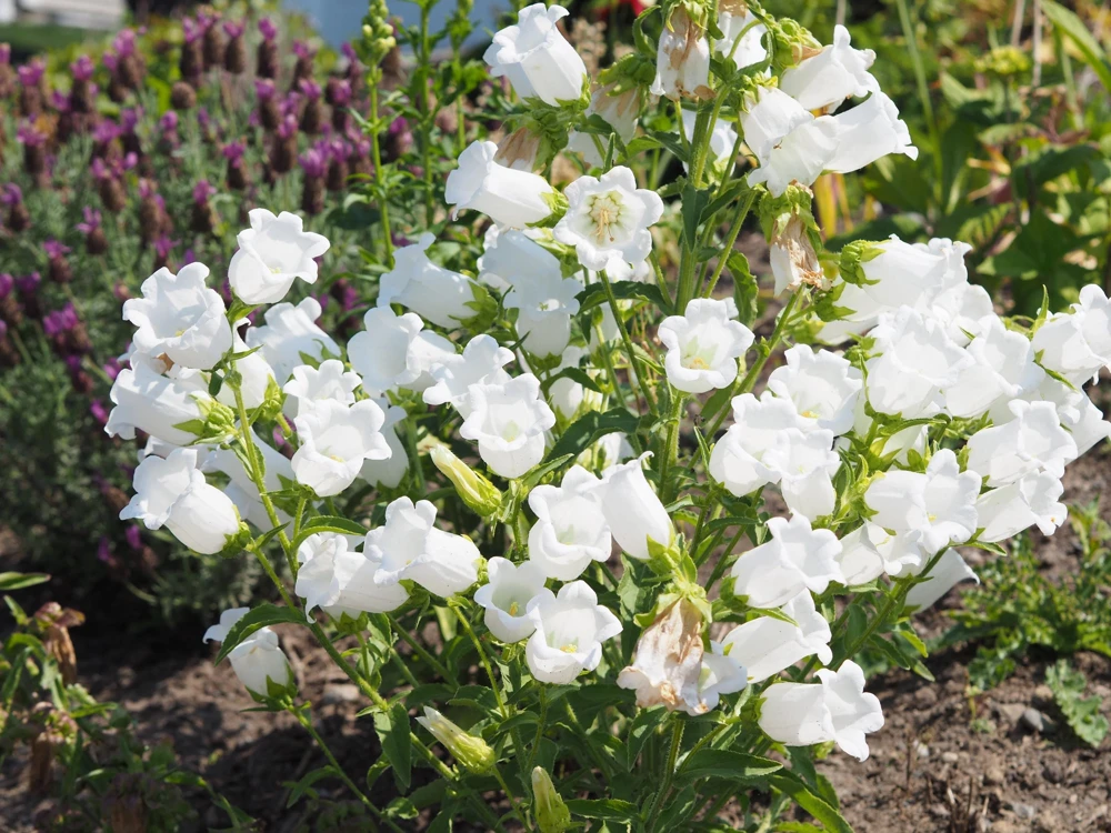 200 White Canterbury Bells Seeds - Campanula Medium Flower Seeds - Image 3