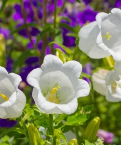 200 White Canterbury Bells Seeds - Campanula Medium Flower Seeds - Image 4