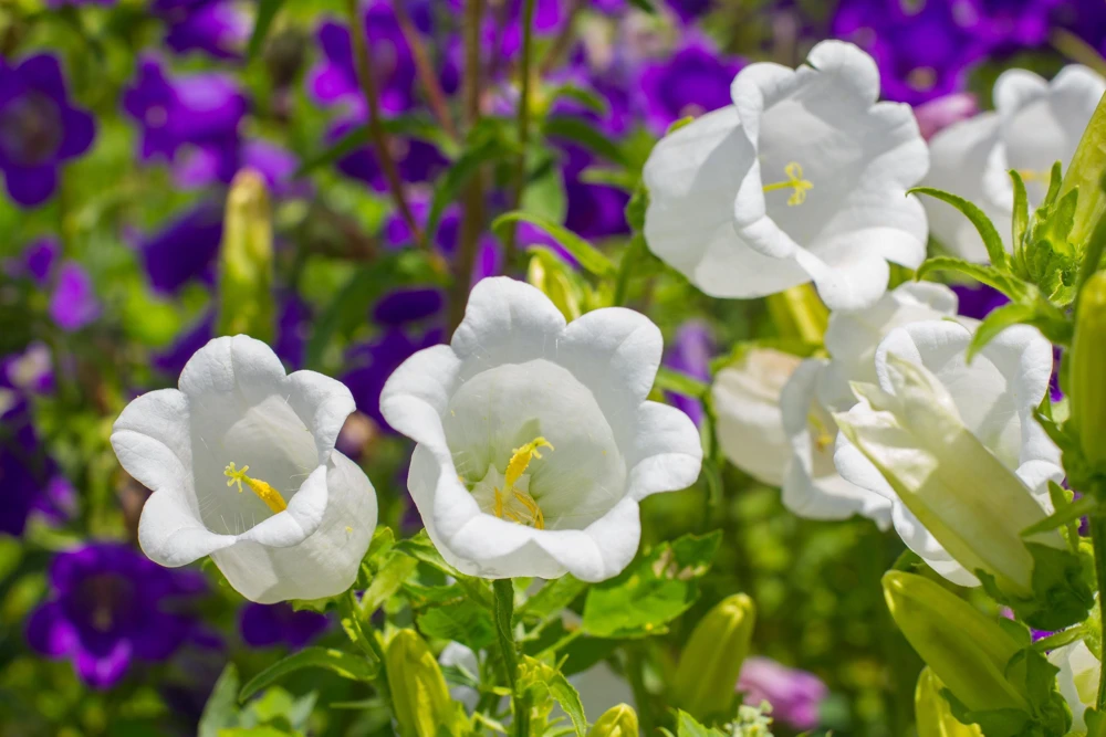 200 White Canterbury Bells Seeds - Campanula Medium Flower Seeds - Image 4