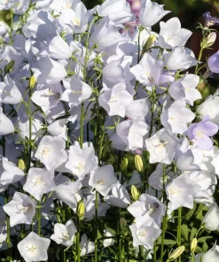 200 White Canterbury Bells Seeds - Campanula Medium Flower Seeds - Image 5