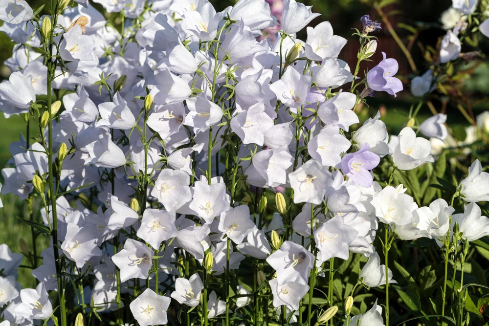200 White Canterbury Bells Seeds - Campanula Medium Flower Seeds - Image 5