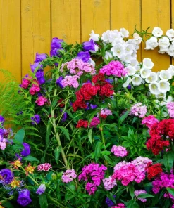 200 White Canterbury Bells Seeds - Campanula Medium Flower Seeds - Image 6