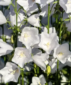 200 White Canterbury Bells Seeds - Campanula Medium Flower Seeds - Image 7