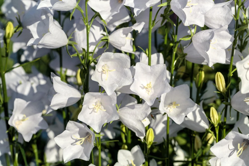 200 White Canterbury Bells Seeds - Campanula Medium Flower Seeds - Image 7