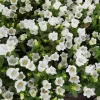 200 White Canterbury Bells Seeds - Campanula Medium Flower Seeds - Image 1