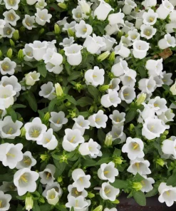 200 White Canterbury Bells Seeds - Campanula Medium Flower Seeds - Image 1