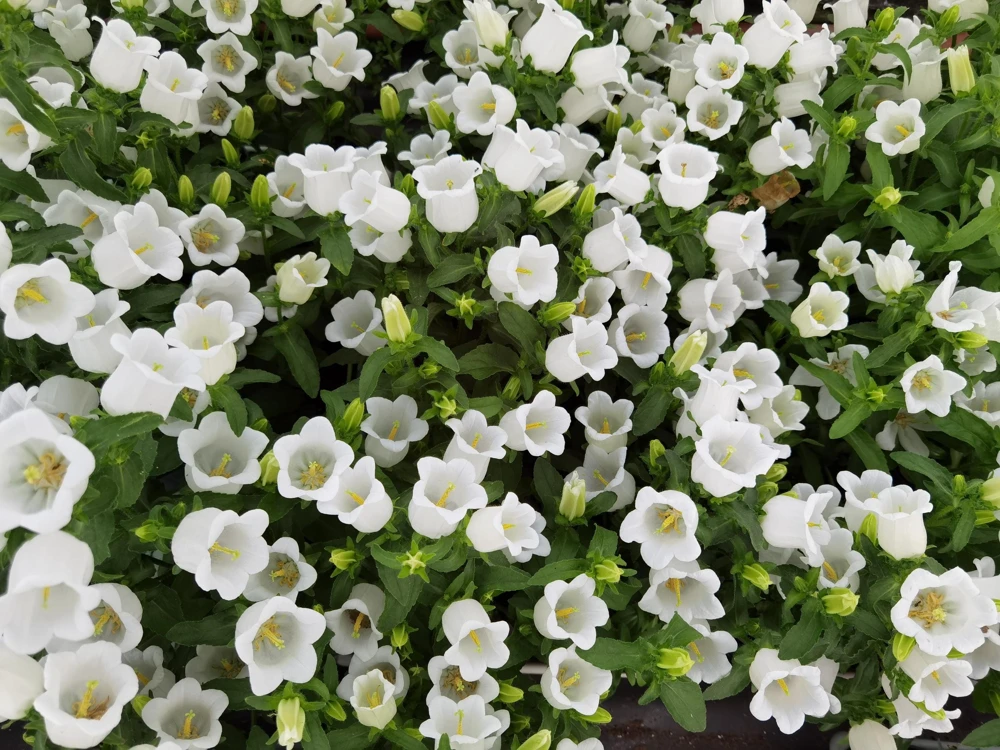 200 White Canterbury Bells Seeds - Campanula Medium Flower Seeds - Image 1