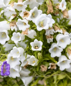 200 White Canterbury Bells Seeds - Campanula Medium Flower Seeds - Image 8
