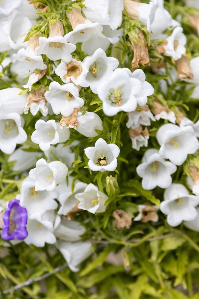 200 White Canterbury Bells Seeds - Campanula Medium Flower Seeds - Image 8