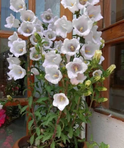 200 White Canterbury Bells Seeds - Campanula Medium Flower Seeds - Image 9