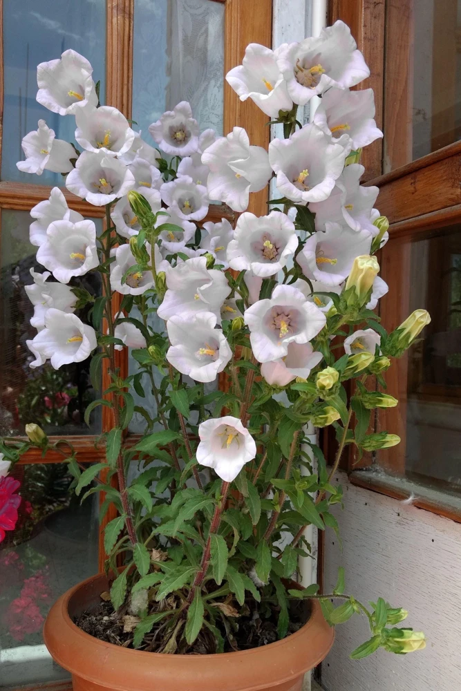 200 White Canterbury Bells Seeds - Campanula Medium Flower Seeds - Image 9
