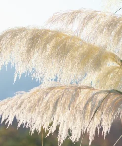 200 White Pampas Grass Seeds - Cortaderia Selloana Ornamental Flower - Image 10
