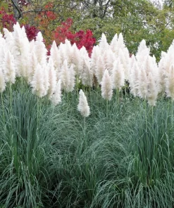 200 White Pampas Grass Seeds - Cortaderia Selloana Ornamental Flower - Image 11