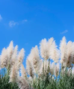 200 White Pampas Grass Seeds - Cortaderia Selloana Ornamental Flower - Image 12