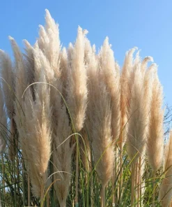 200 White Pampas Grass Seeds - Cortaderia Selloana Ornamental Flower - Image 13
