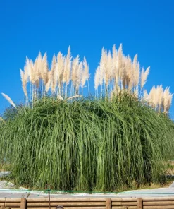 200 White Pampas Grass Seeds - Cortaderia Selloana Ornamental Flower - Image 14