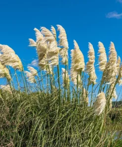 200 White Pampas Grass Seeds - Cortaderia Selloana Ornamental Flower - Image 15