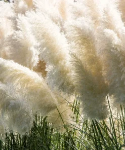 200 White Pampas Grass Seeds - Cortaderia Selloana Ornamental Flower - Image 2