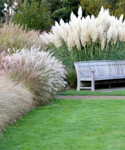 200 White Pampas Grass Seeds - Cortaderia Selloana Ornamental Flower - Image 3