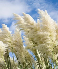 200 White Pampas Grass Seeds - Cortaderia Selloana Ornamental Flower - Image 4