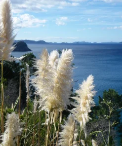 200 White Pampas Grass Seeds - Cortaderia Selloana Ornamental Flower - Image 5