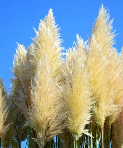 200 White Pampas Grass Seeds - Cortaderia Selloana Ornamental Flower - Image 6