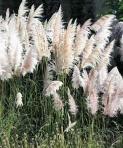 200 White Pampas Grass Seeds - Cortaderia Selloana Ornamental Flower - Image 7